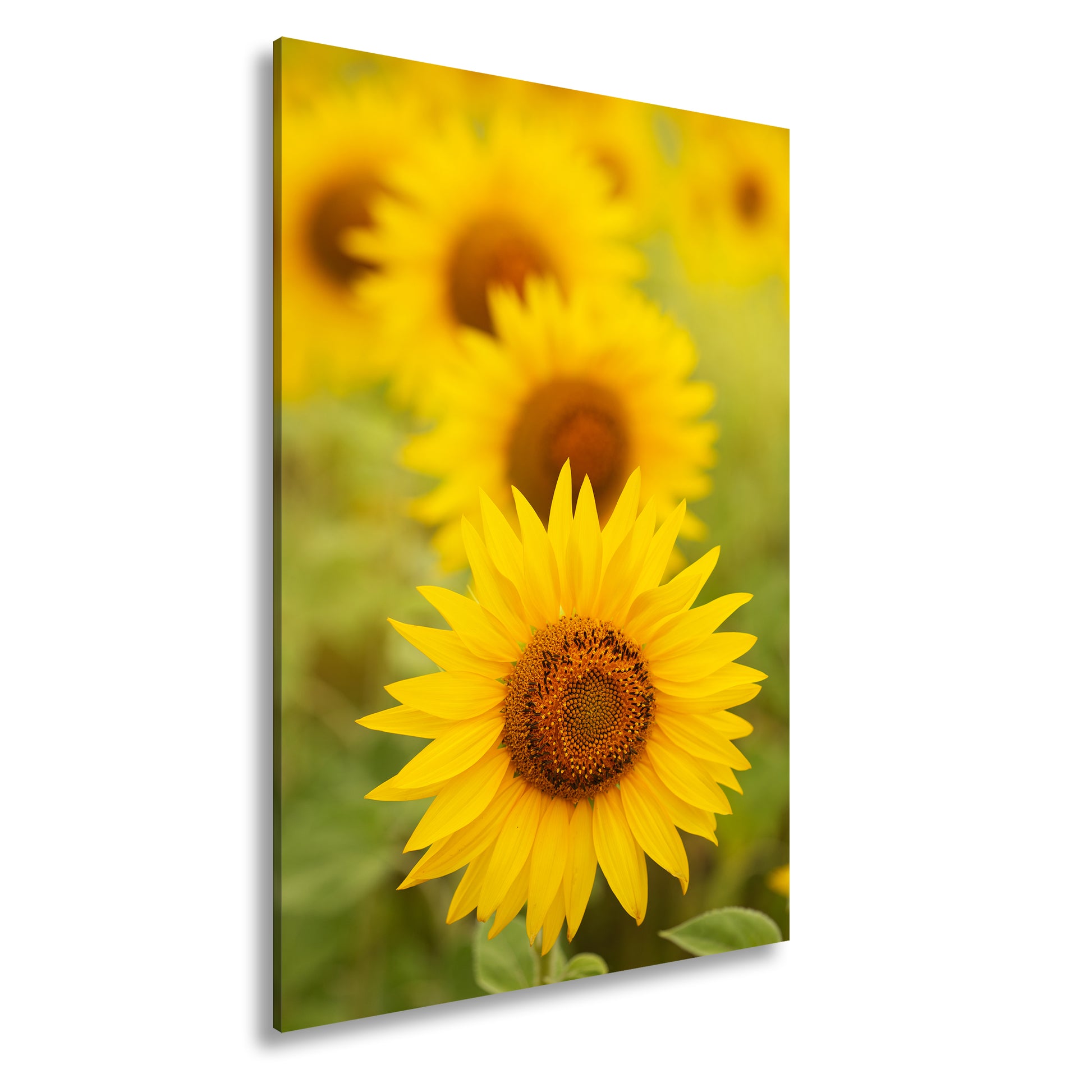 Hauptbild Farbig Standart