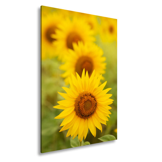 Hauptbild Farbig Standart