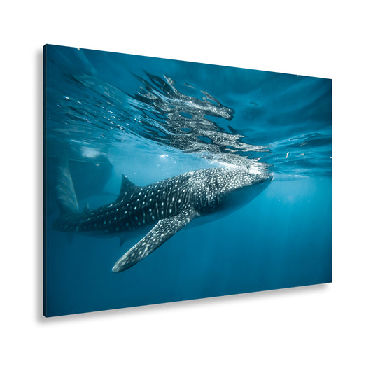 Hauptbild Farbig Standart