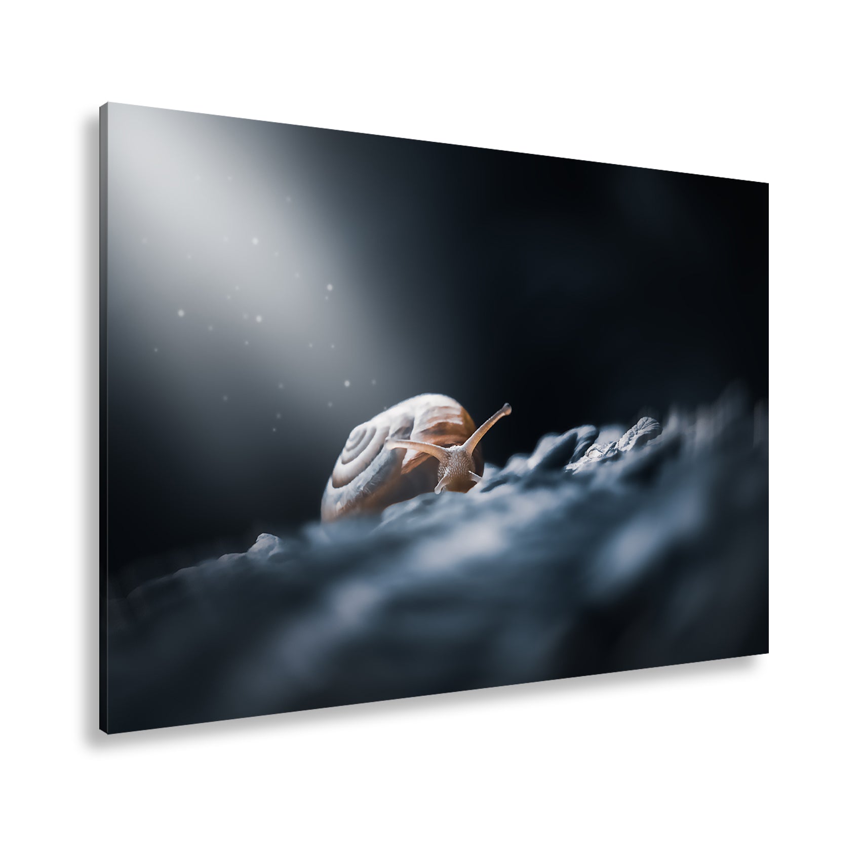 Hauptbild Farbig Standart