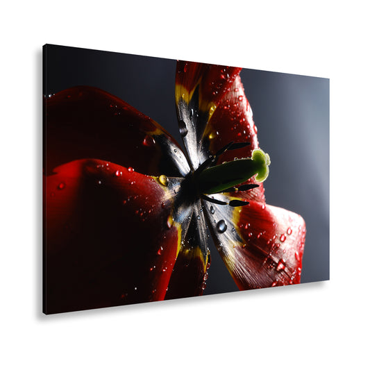 Hauptbild Farbig Standart