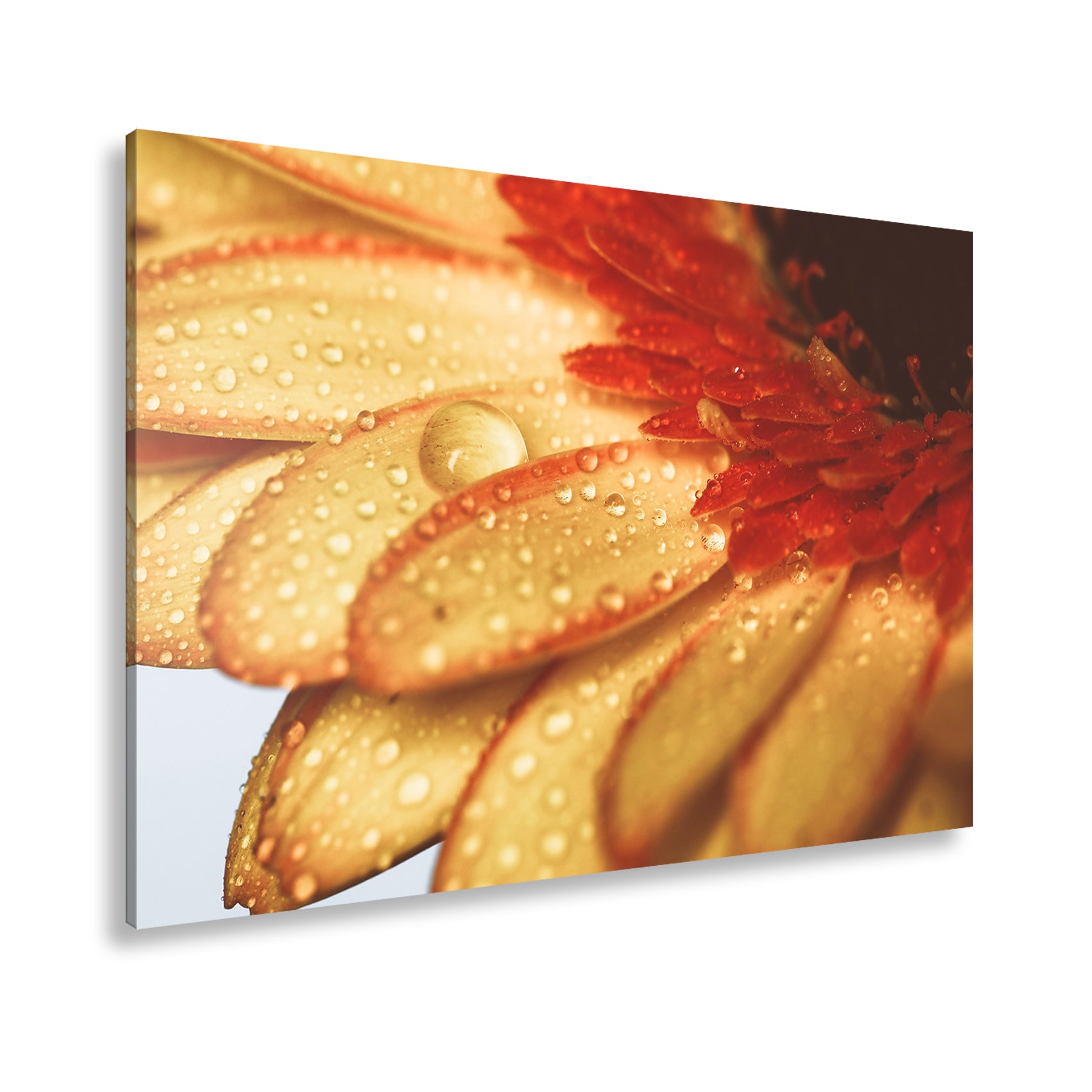 Hauptbild Farbig Standart