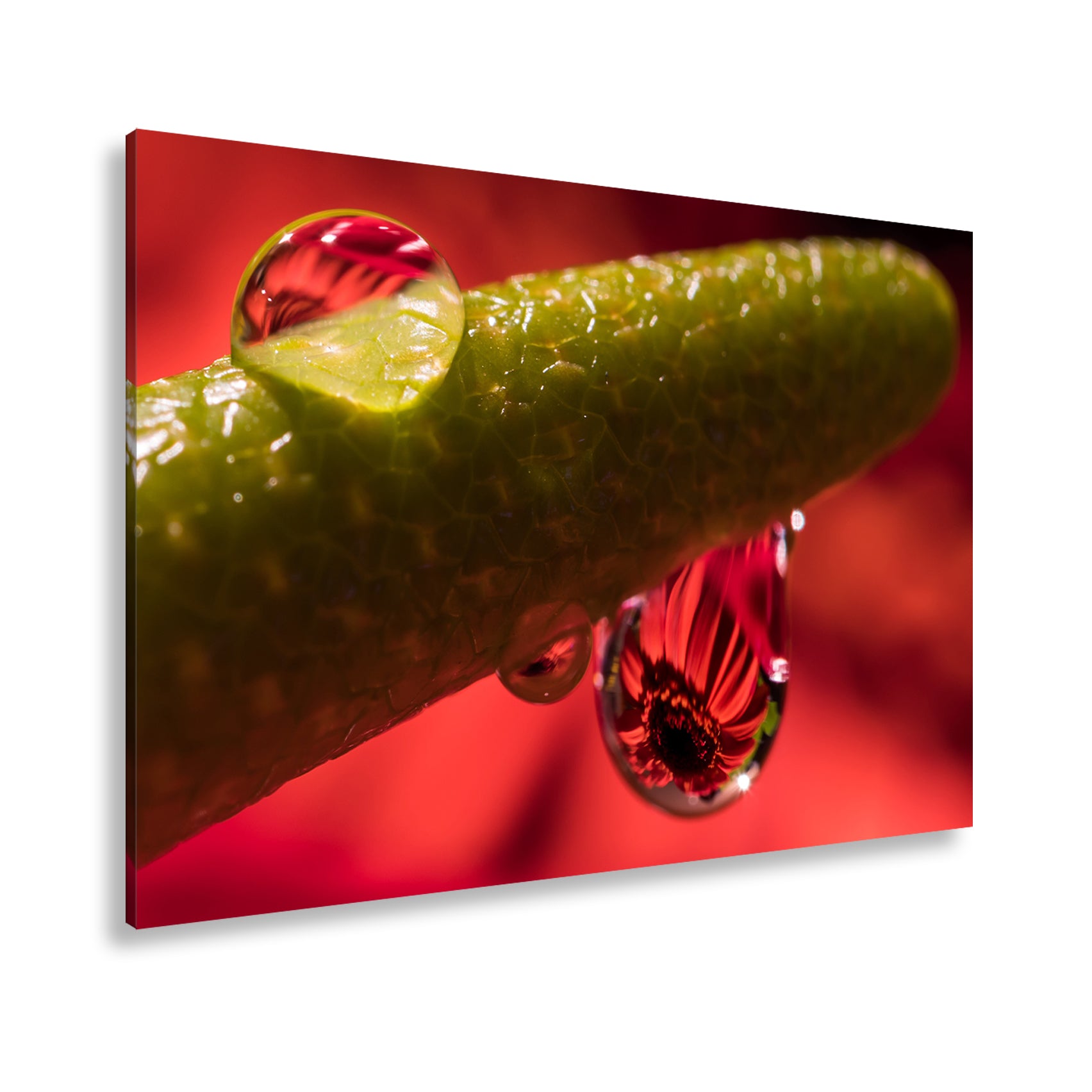 Hauptbild Farbig Standart