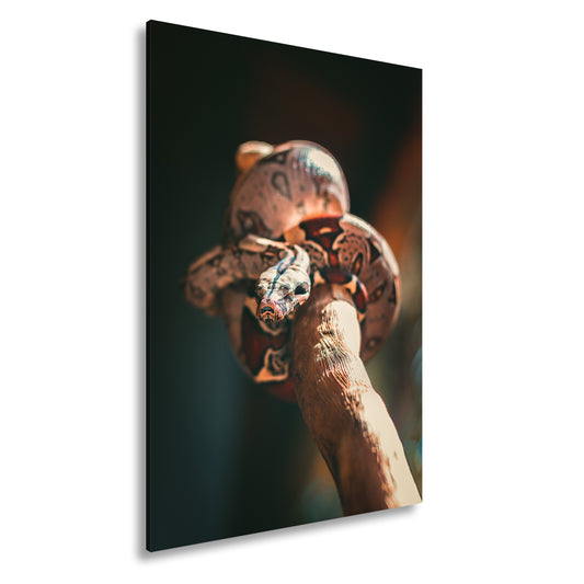 Hauptbild Farbig Standart