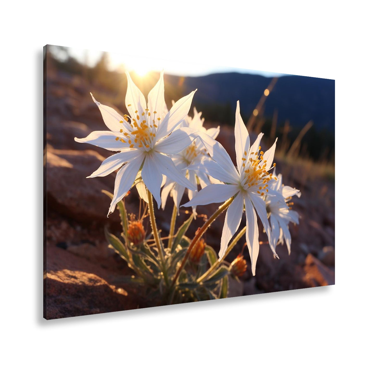 Hauptbild Farbig Standart