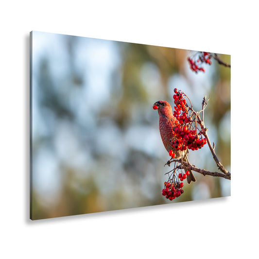 Hauptbild Farbig Standart