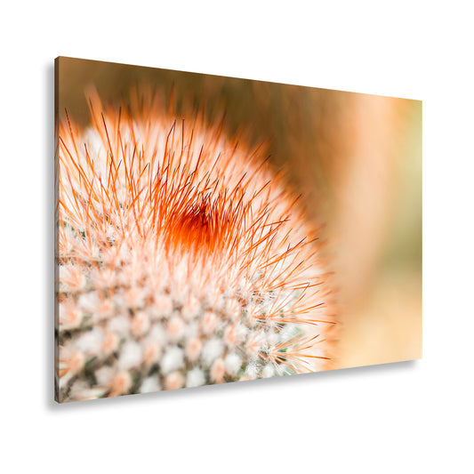 Hauptbild Farbig Standart