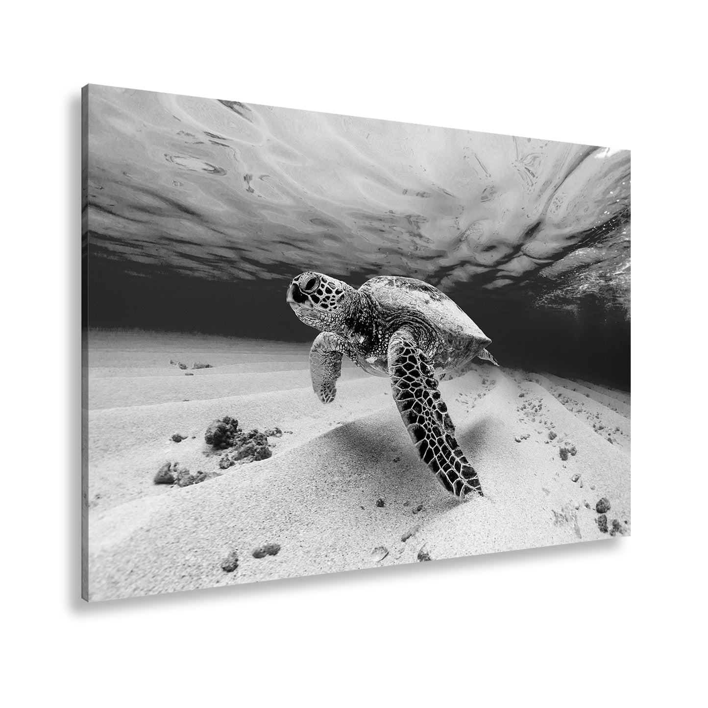 Hauptbild Schwarz & Weiß Standart