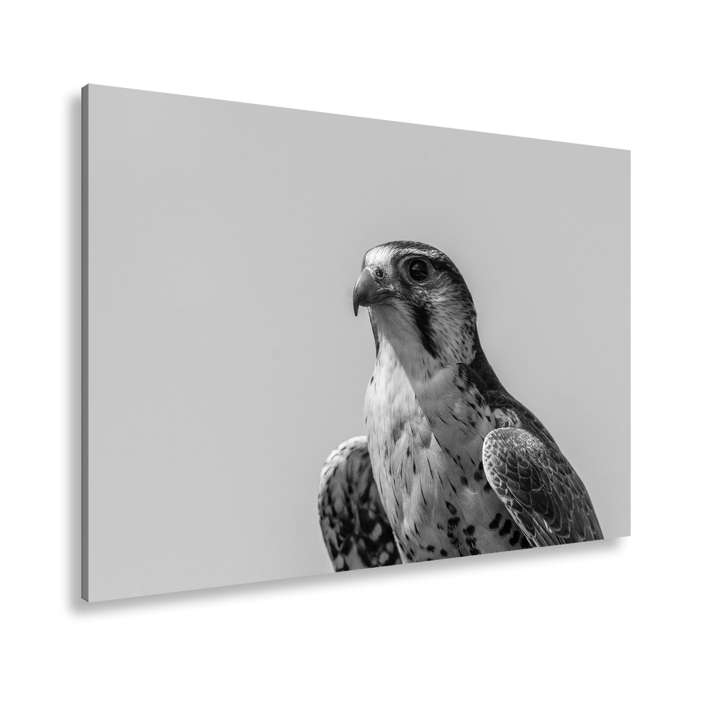 Hauptbild Schwarz & Weiß Standart