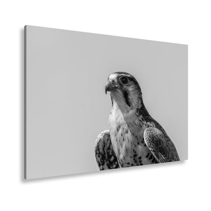 Hauptbild Schwarz & Weiß Standart