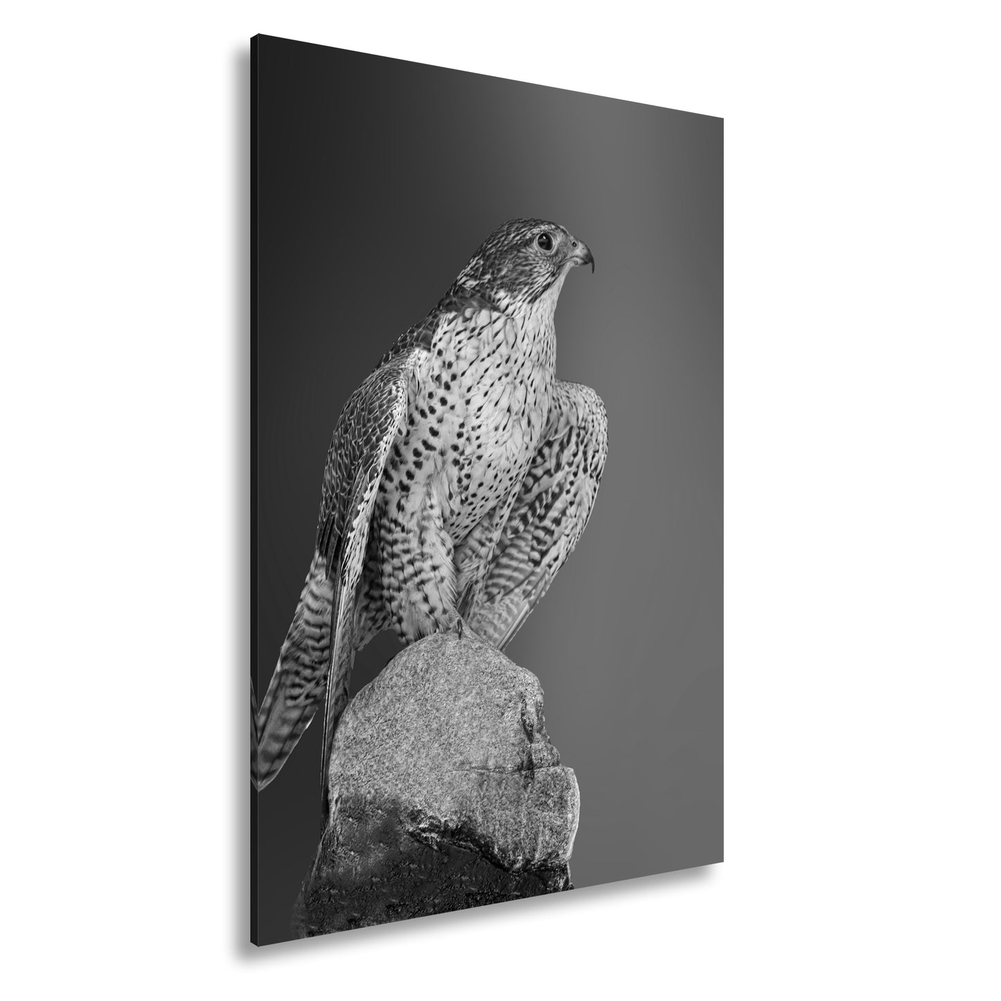 Hauptbild Schwarz & Weiß Standart