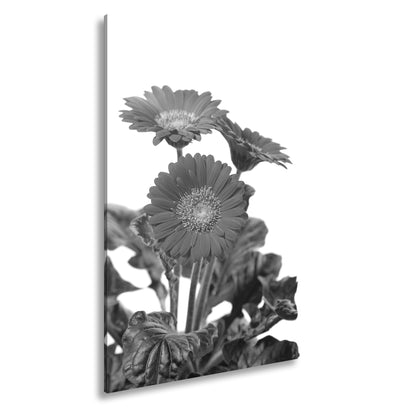 Hauptbild Schwarz & Weiß Standart