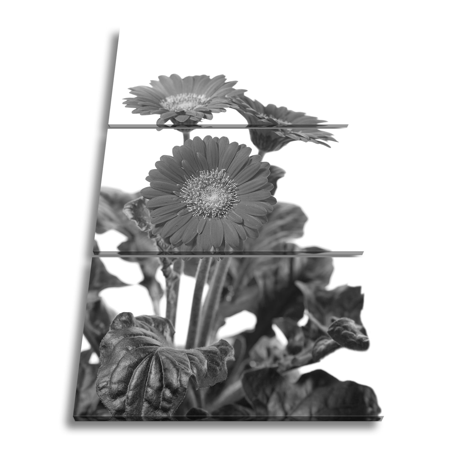 Hauptbild Schwarz & Weiß 3 Teilig