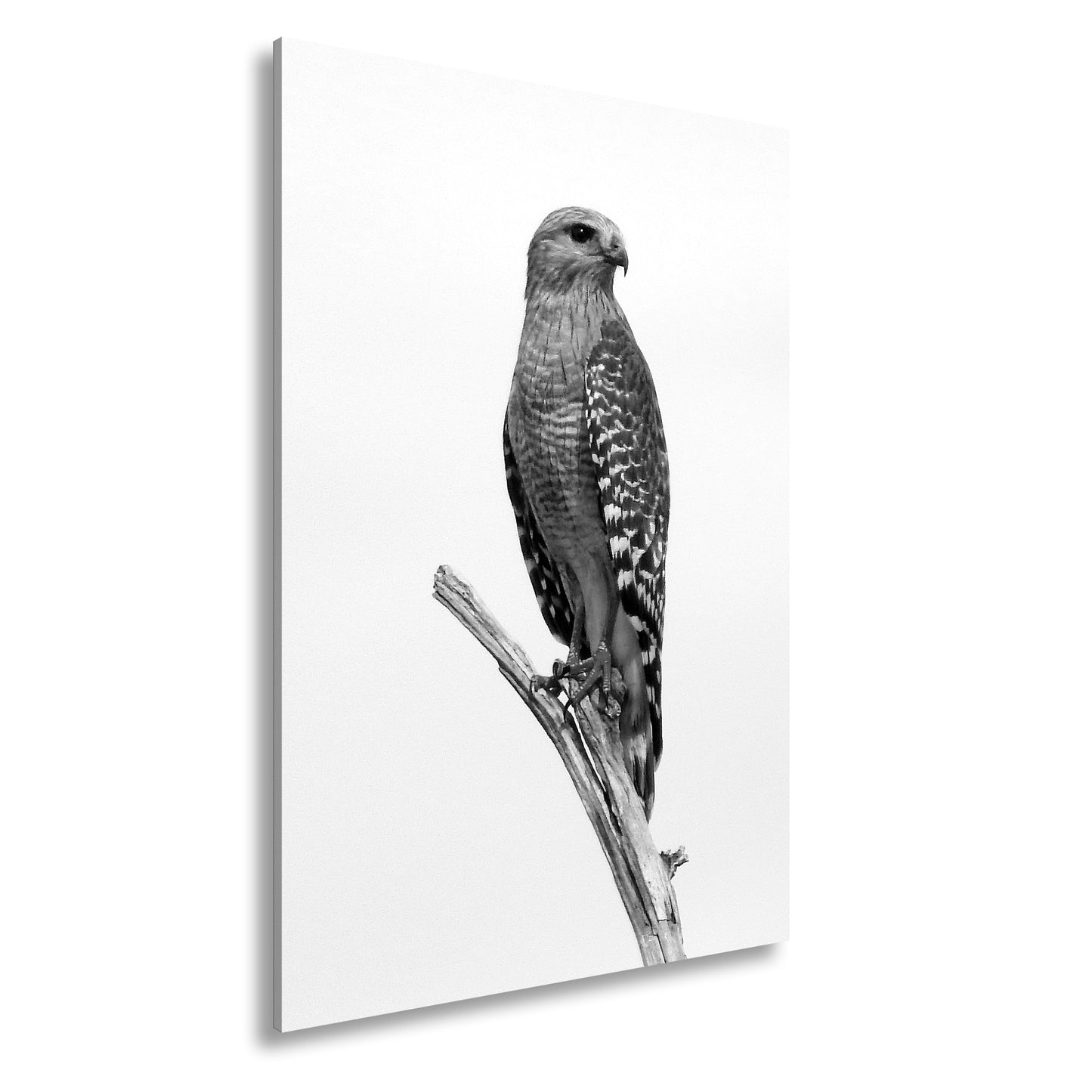 Hauptbild Schwarz & Weiß Standart