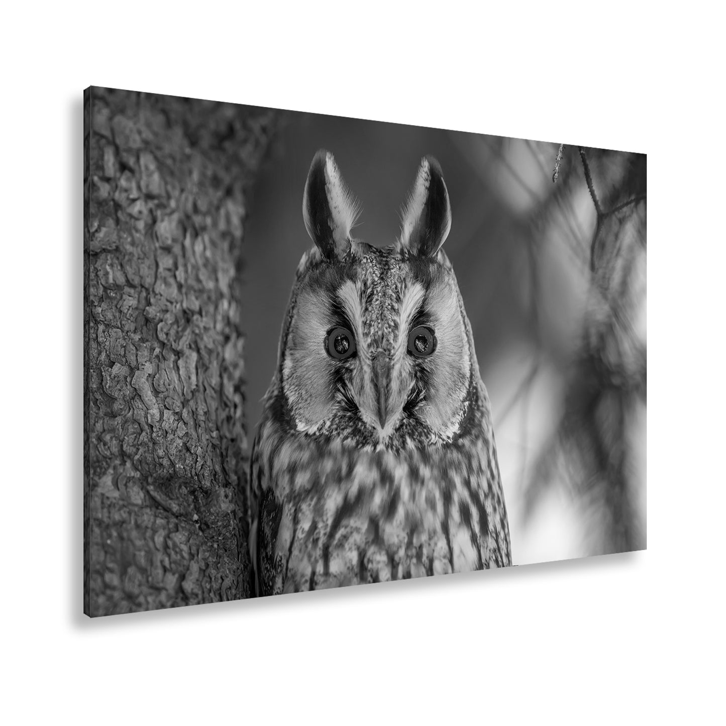 Hauptbild Schwarz & Weiß Standart