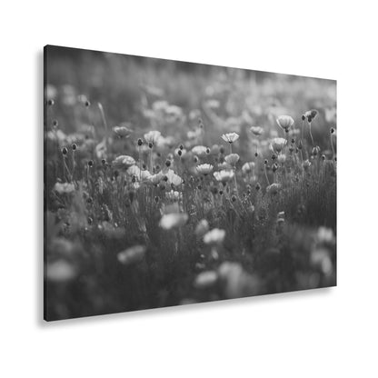 Hauptbild Schwarz & Weiß Standart