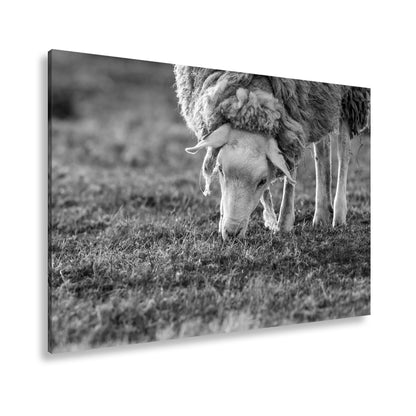 Hauptbild Schwarz & Weiß Standart