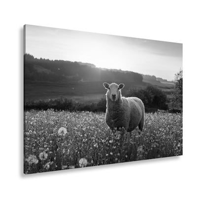 Hauptbild Schwarz & Weiß Standart