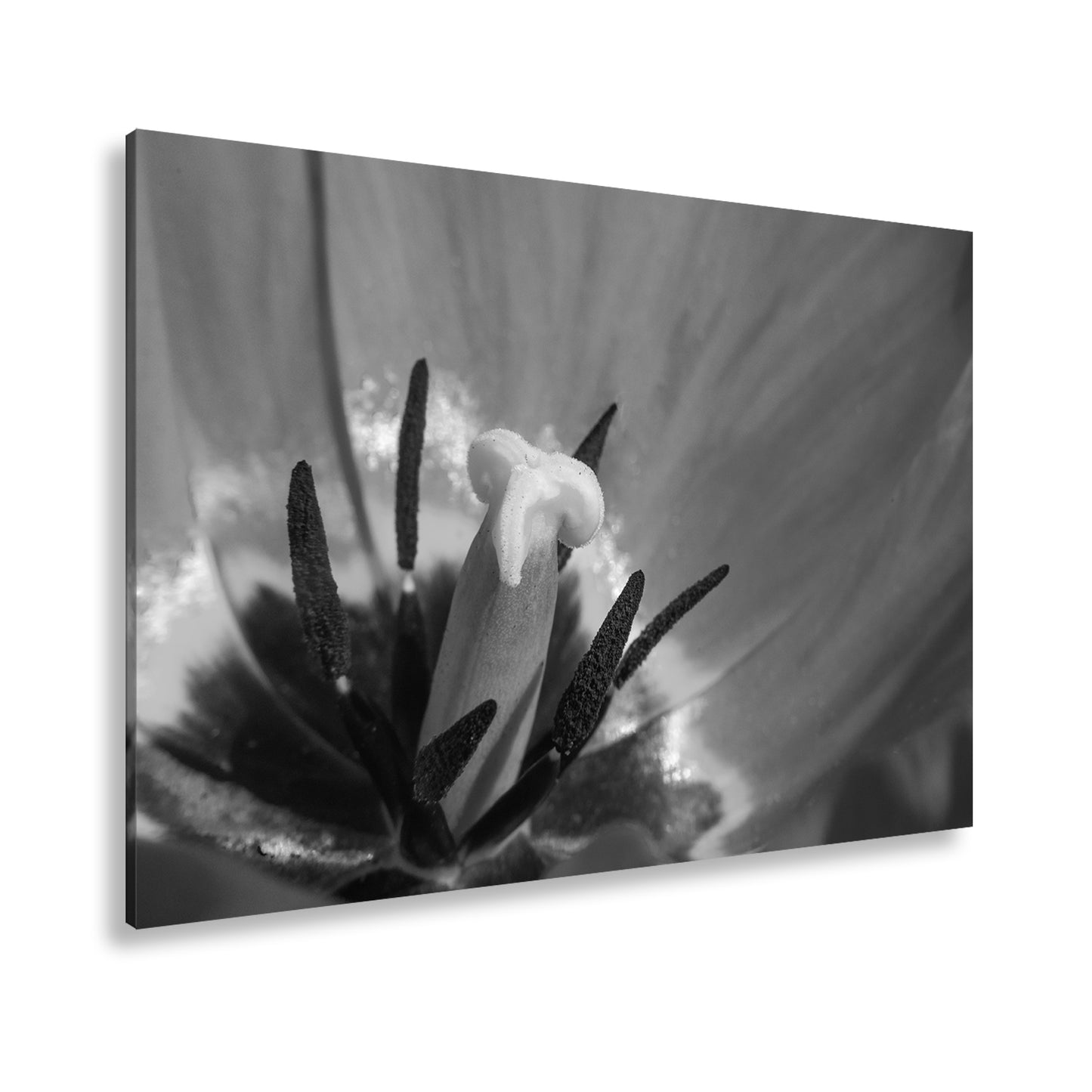 Hauptbild Schwarz & Weiß Standart