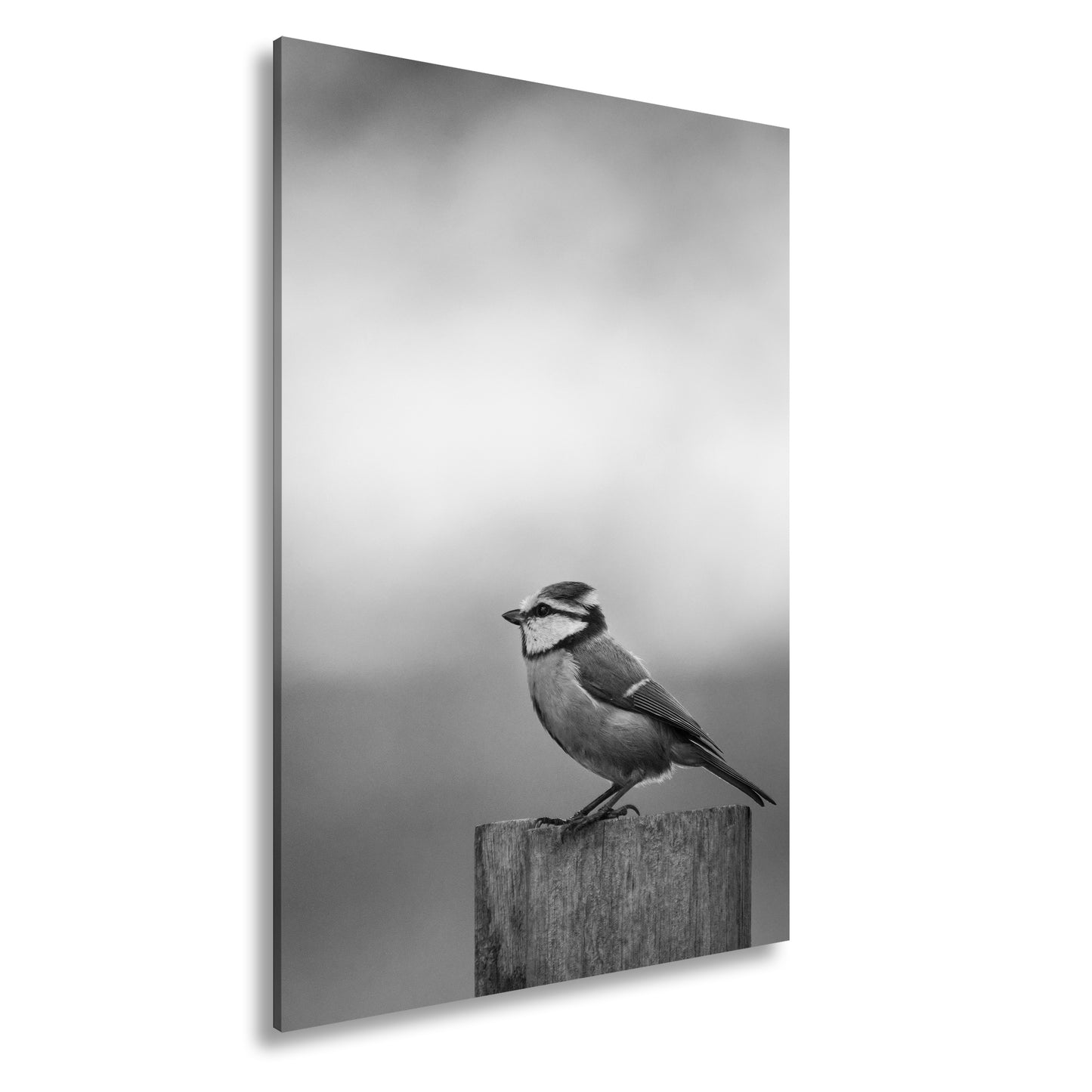 Hauptbild Schwarz & Weiß Standart