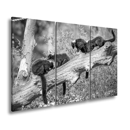 Hauptbild Schwarz & Weiß 3 Teilig