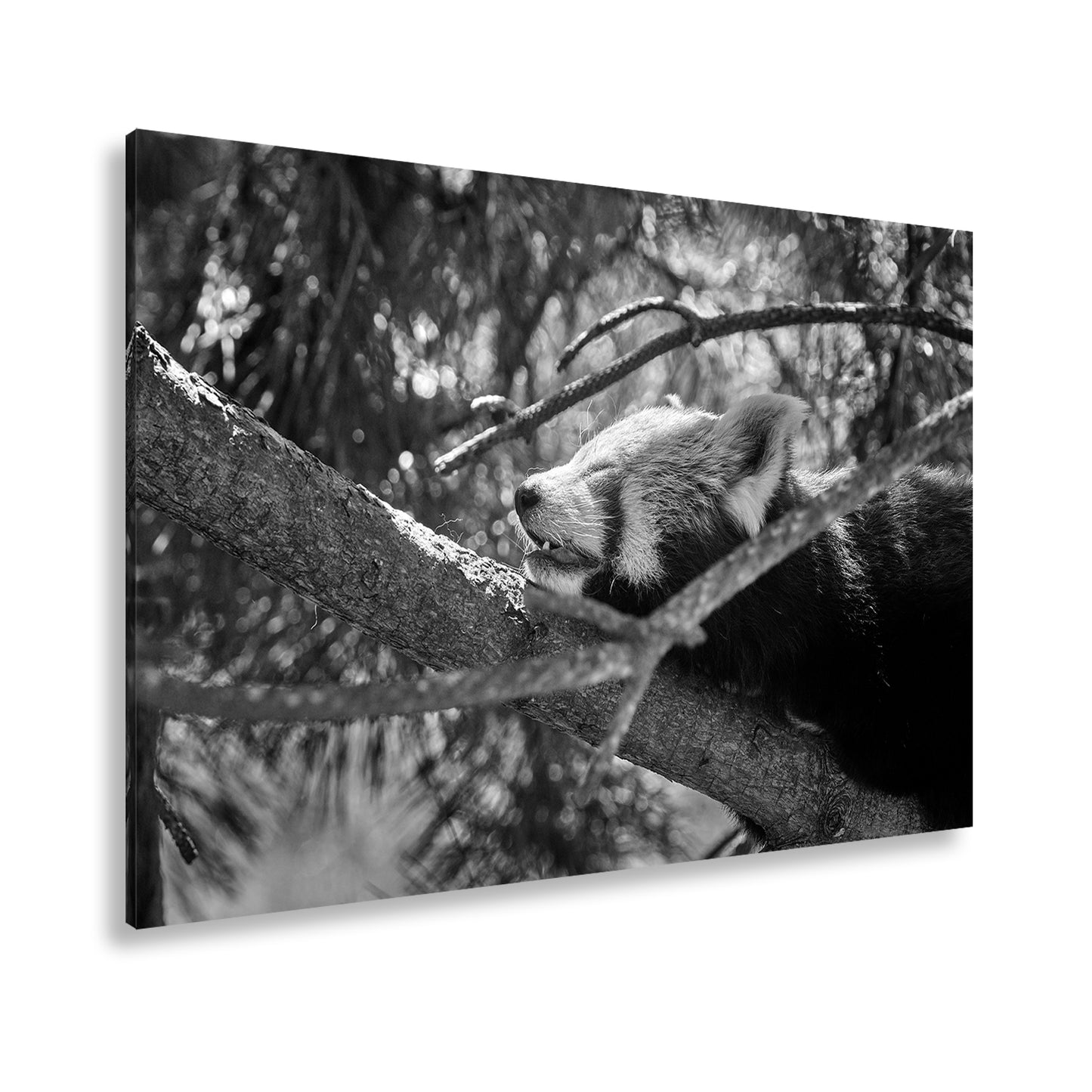 Hauptbild Schwarz & Weiß Standart