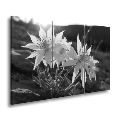 Hauptbild Schwarz & Weiß 3 Teilig