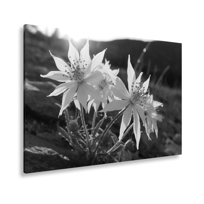 Hauptbild Schwarz & Weiß Standart