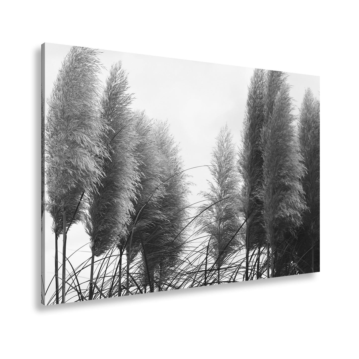 Hauptbild Schwarz & Weiß Standart