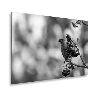 Hauptbild Schwarz & Weiß Standart