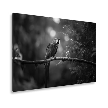 Hauptbild Schwarz & Weiß Standart