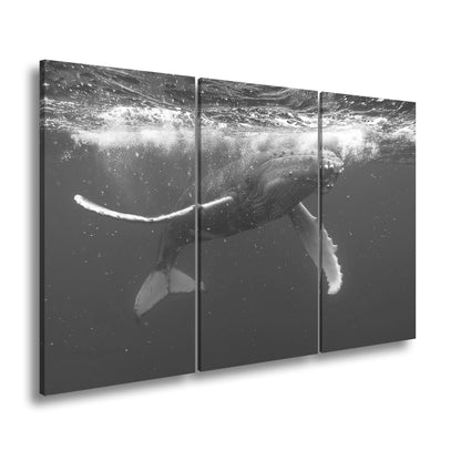 Hauptbild Schwarz & Weiß 3 Teilig