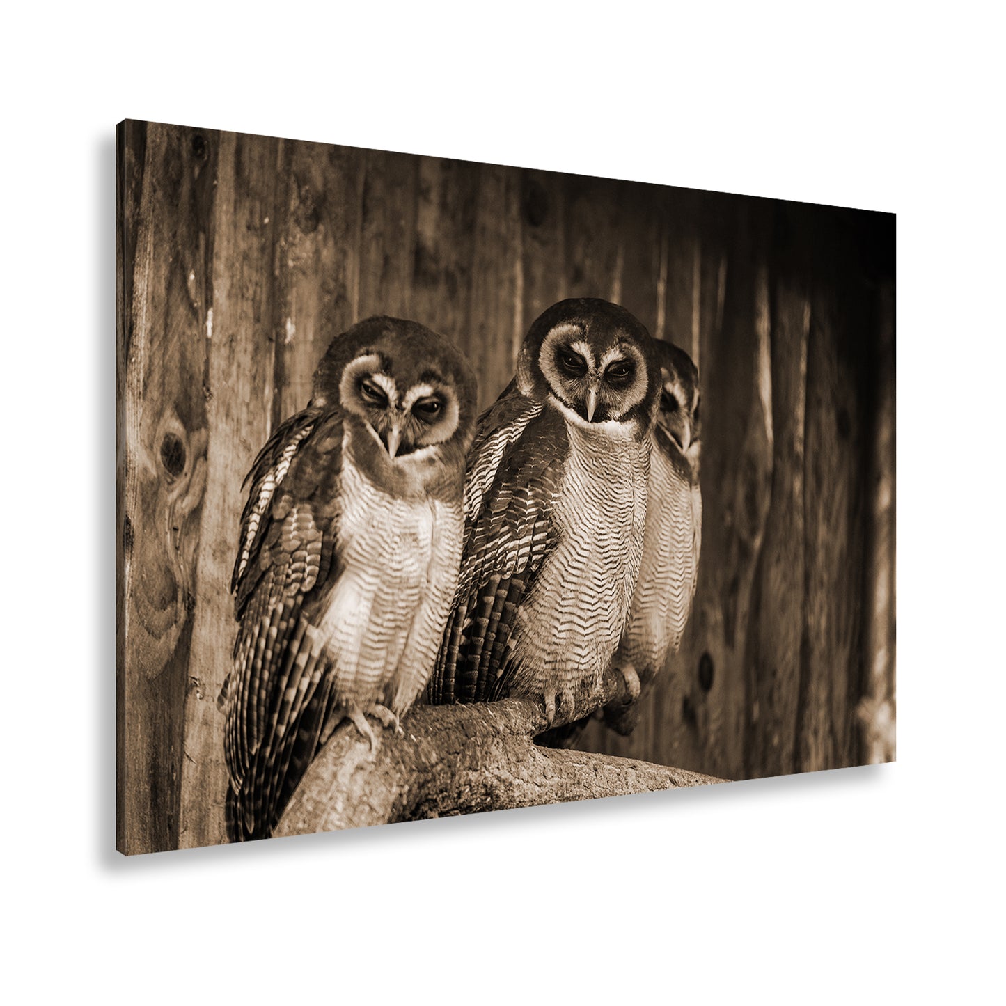 Hauptbild Sepia Standart