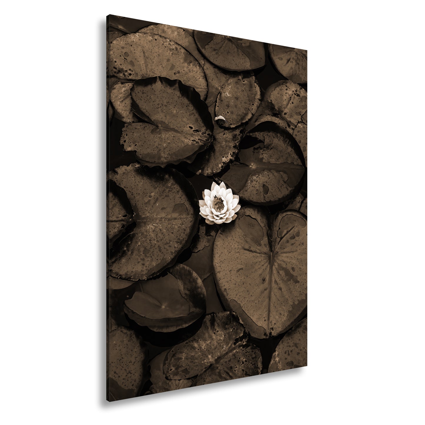 Hauptbild Sepia Standart