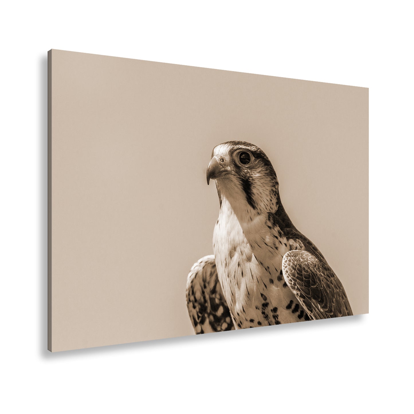 Hauptbild Sepia Standart