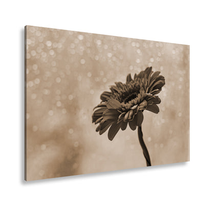 Hauptbild Sepia Standart