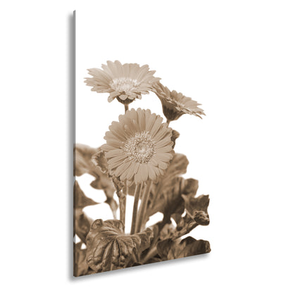 Hauptbild Sepia Standart