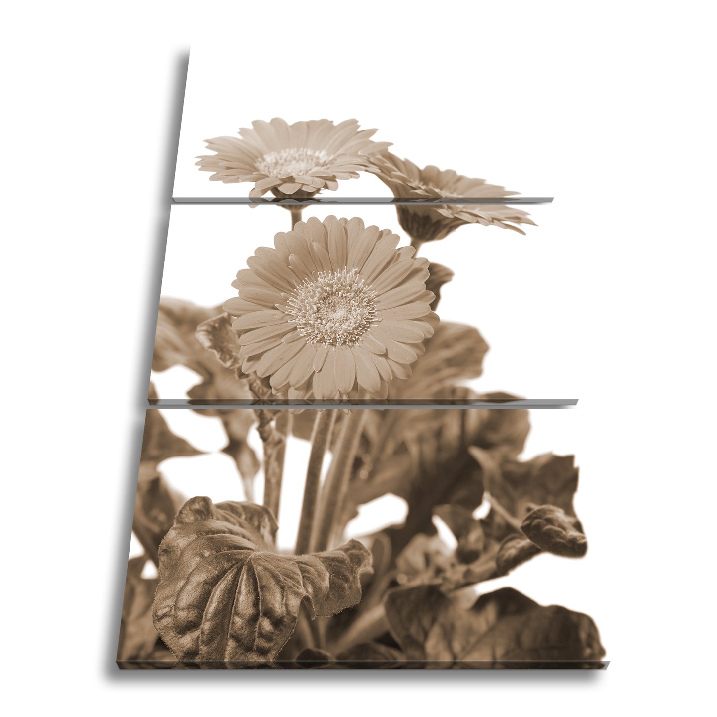 Hauptbild Sepia 3 Teilig