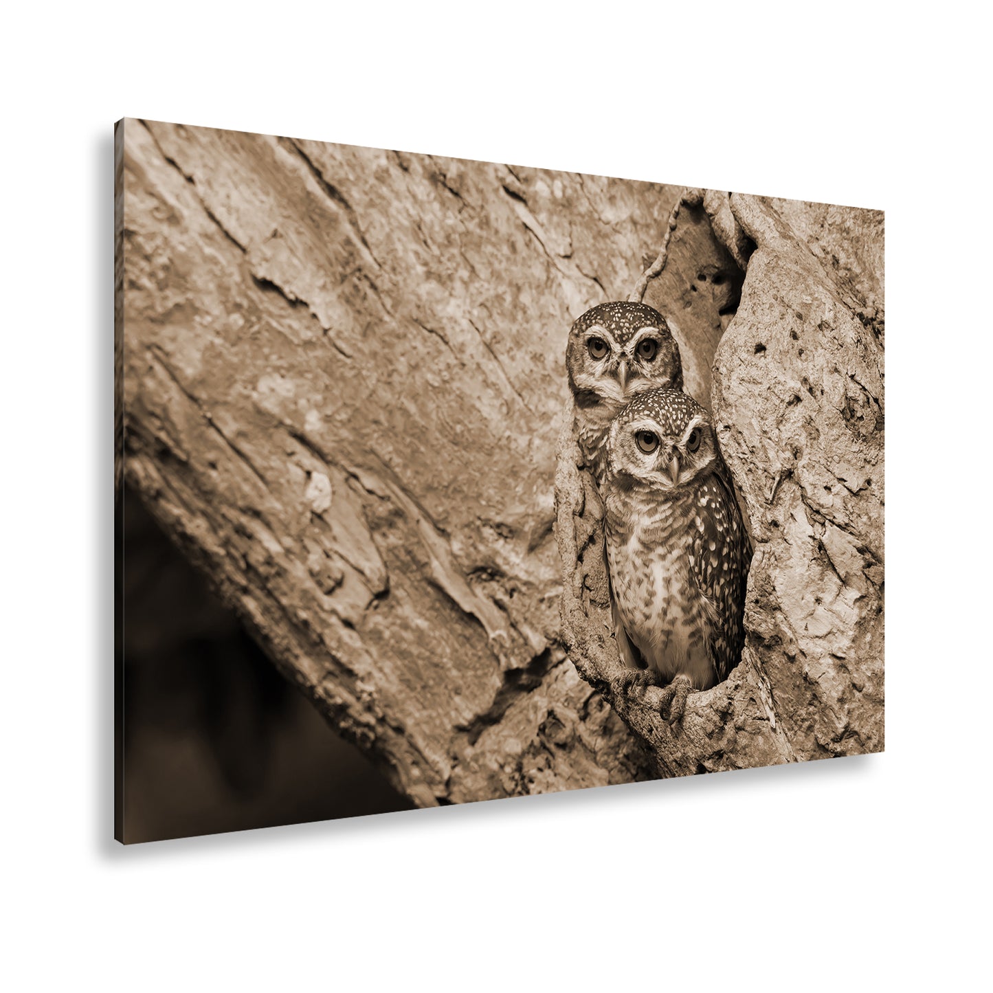 Hauptbild Sepia Standart