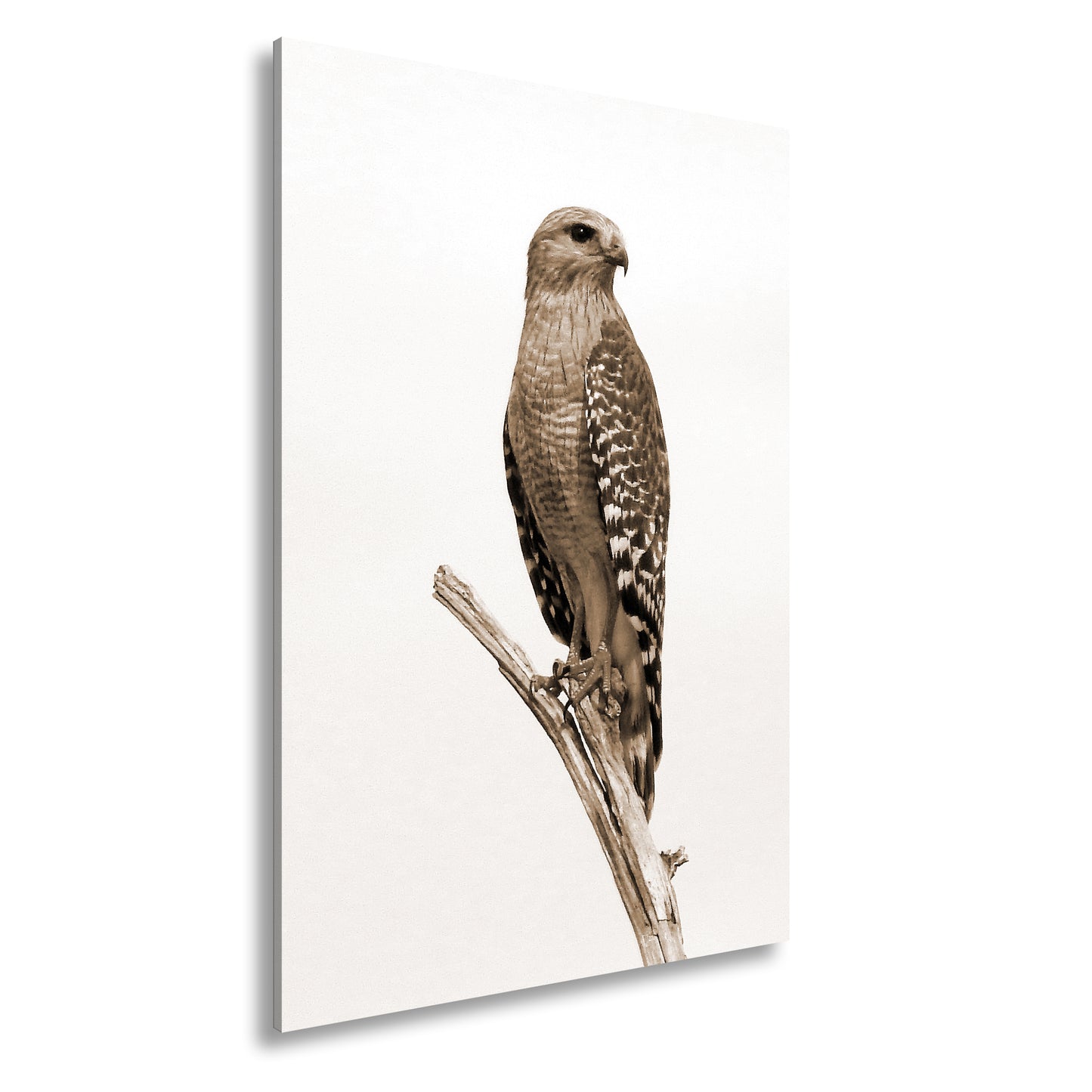 Hauptbild Sepia Standart