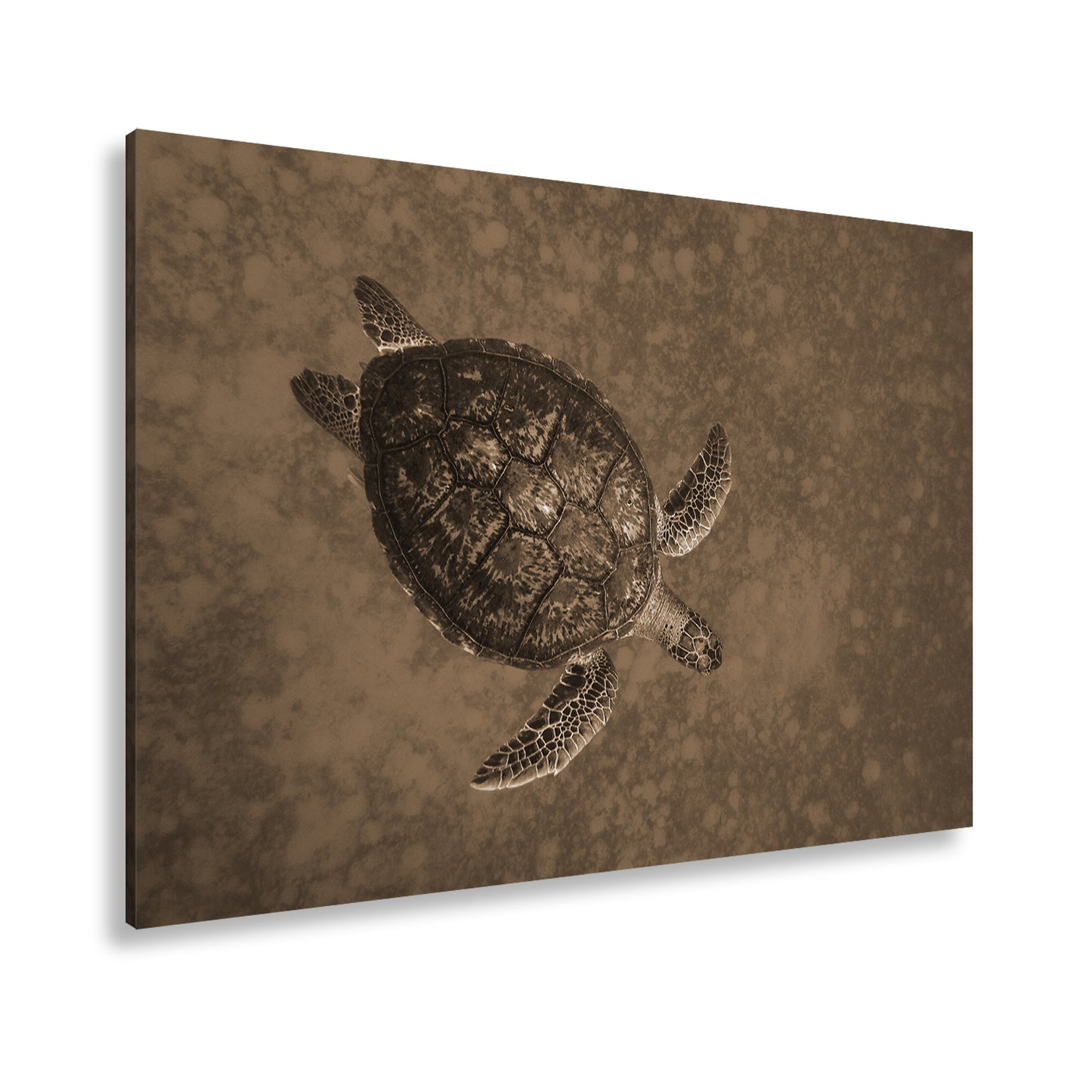 Hauptbild Sepia Standart