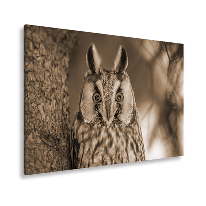 Hauptbild Sepia Standart