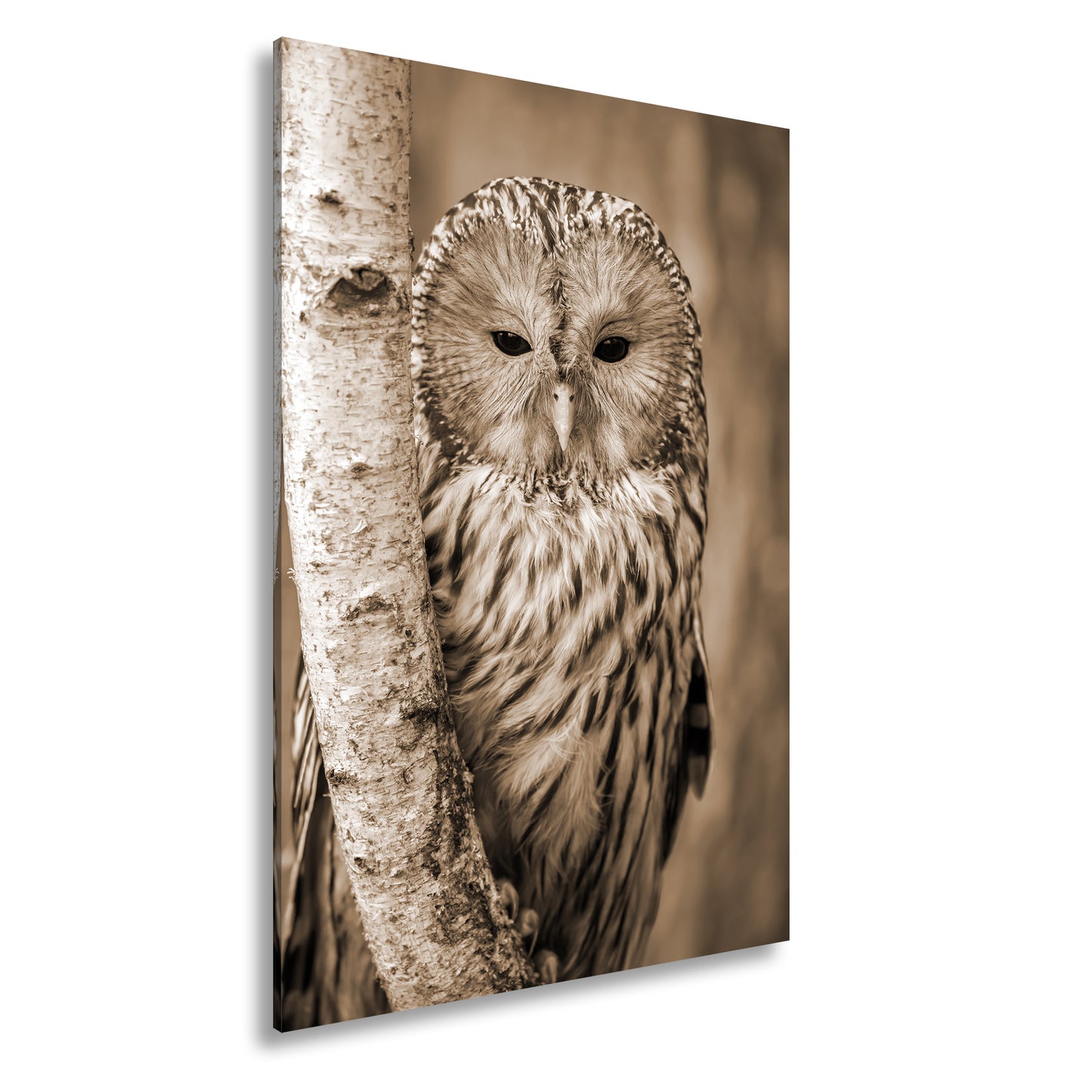 Hauptbild Sepia Standart