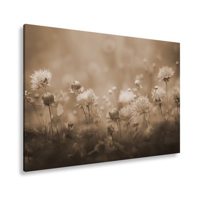 Hauptbild Sepia Standart