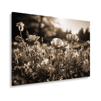 Hauptbild Sepia Standart