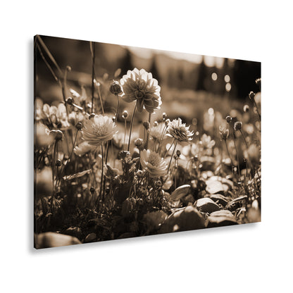 Hauptbild Sepia Standart