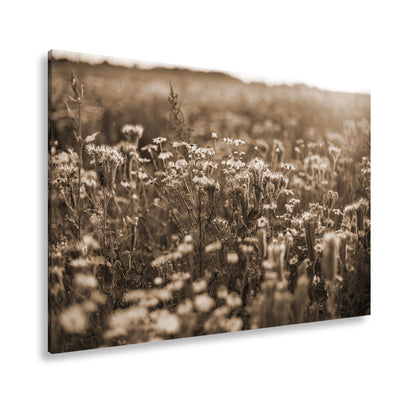 Hauptbild Sepia Standart