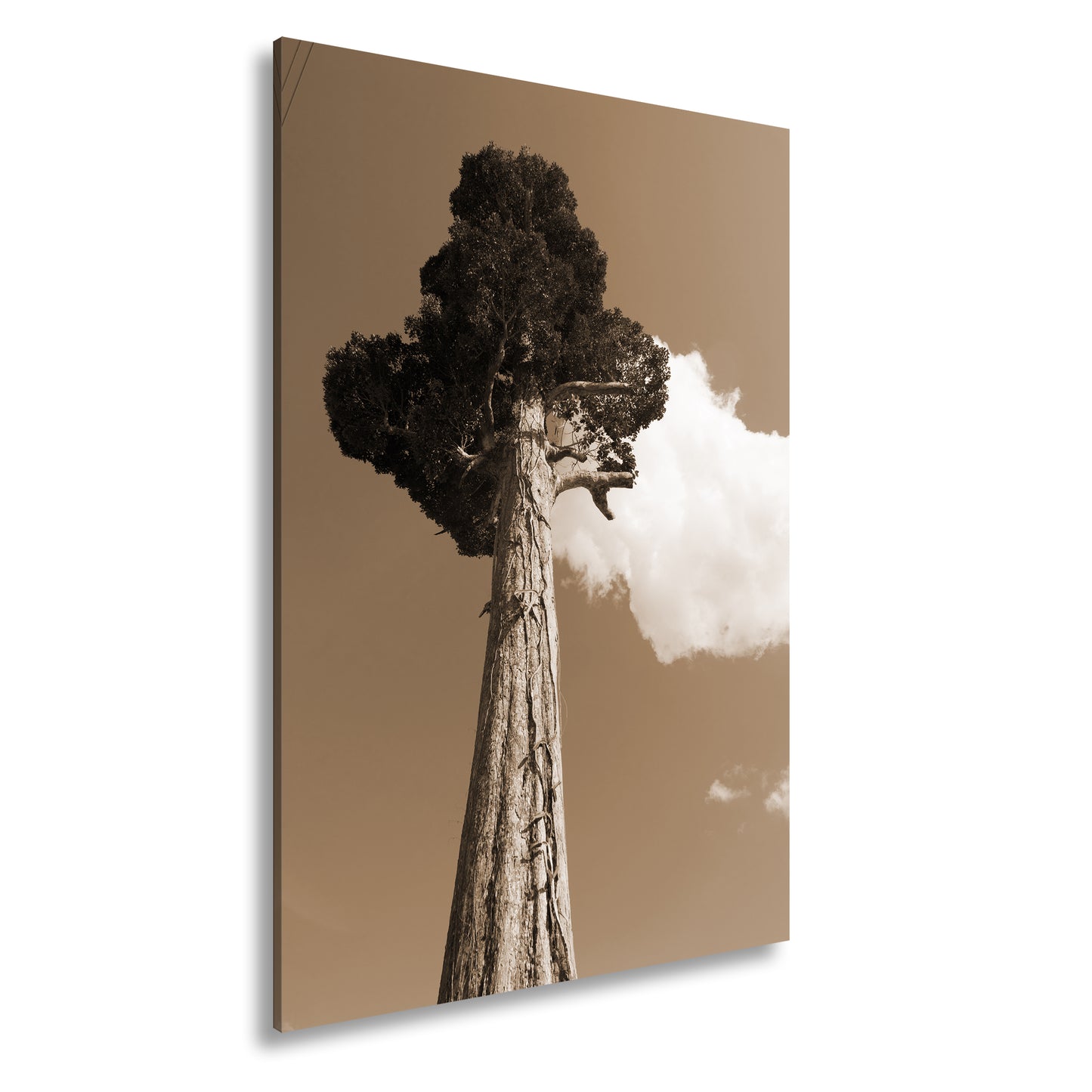 Hauptbild Sepia Standart