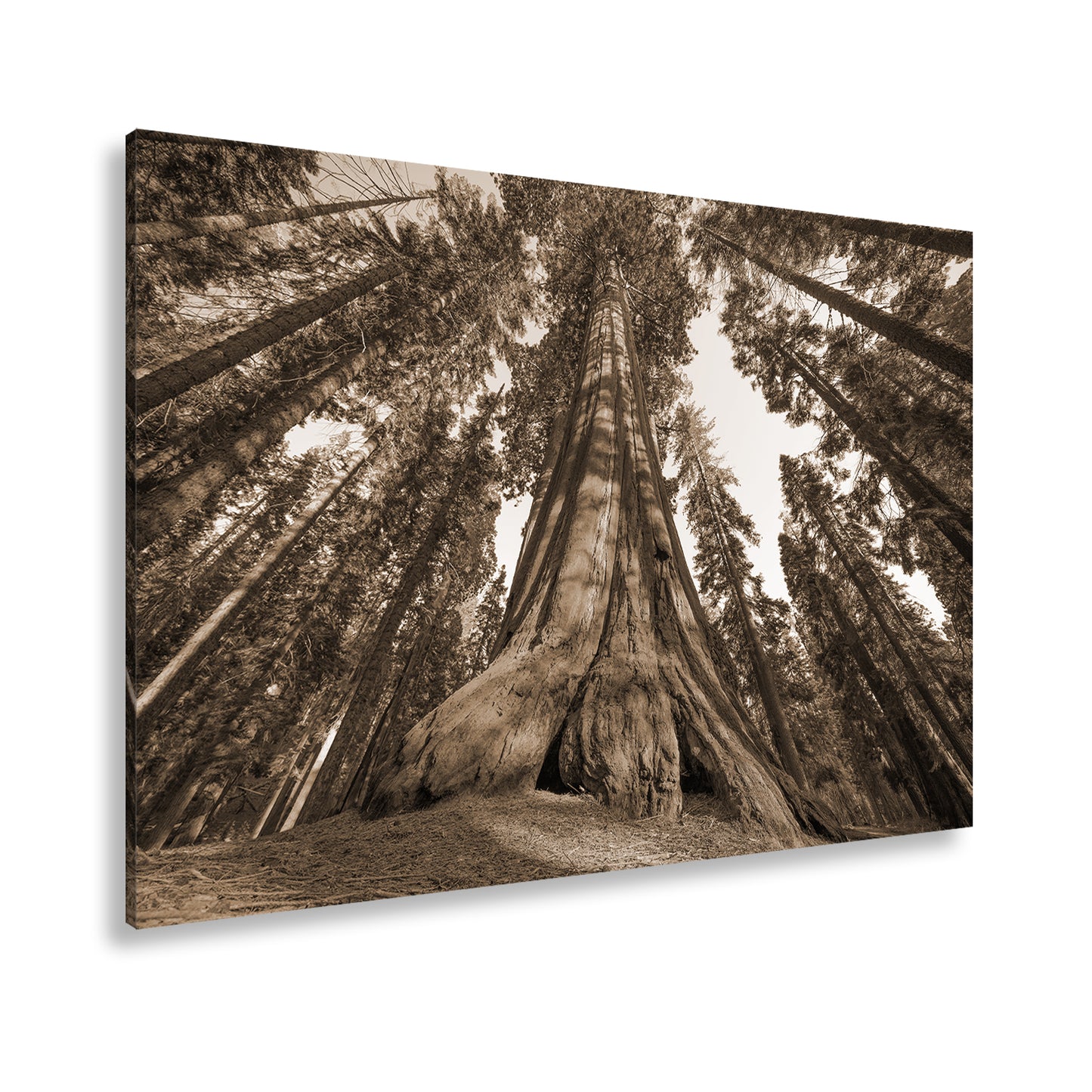 Hauptbild Sepia Standart