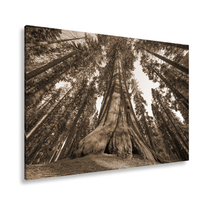 Hauptbild Sepia Standart